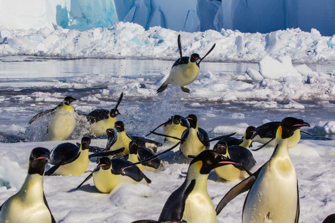 روز جهانی پنگوئن‌ها