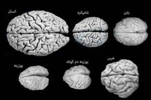 مدل سه قسمتی مغز