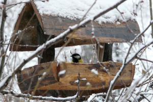 مراقبت از حیوانات و پوشش‌های گیاهی در روزهای سرد و برفی 