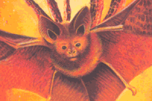 خفاش کوچولو ( بال نقره‌ای، بال آفتابی و بال آتشین )