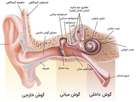 کاشت حلزون و کم شنوایی