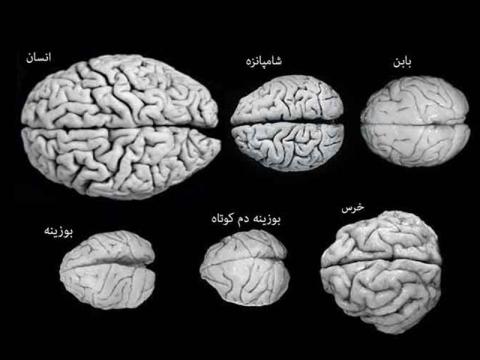 مدل سه قسمتی مغز