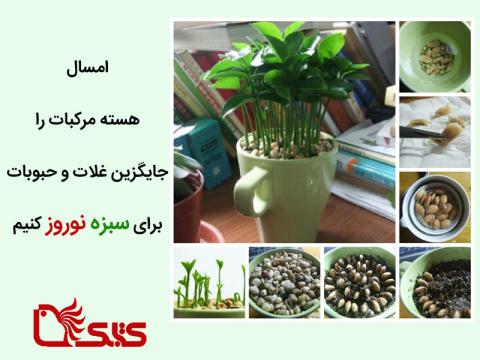 چگونه هسته مرکبات را به سبزه نوروز تبدیل کنیم