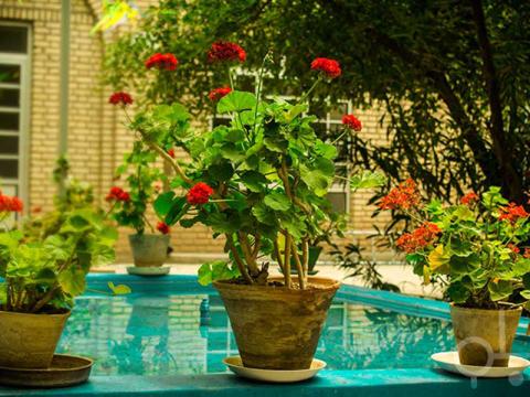 تابستان کودکی با عطر گل‌ های شمعدانی
