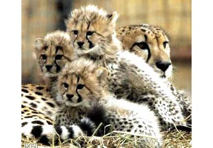 "روز حفاظت از یوزپلنگ" در راه است!