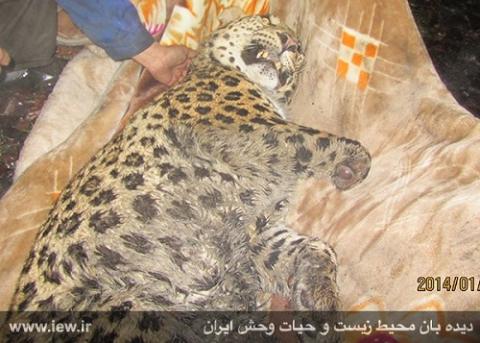 نه برای پلنگ ایرانی که برای کودکان ایرانی باید گریست!