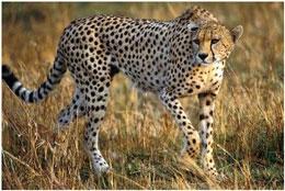 روز ملی حفاظت از یوزپلنگ ایرانی، به یاد "ماریتا" 