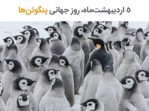 فرصت شناختن بیشتر پنگوئن‌ها در «روز جهانی پنگوئن‌ها»
