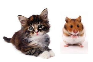 محبوب ترین جانوران