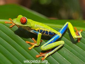 شکل و کارکرد، پژوهشی برای دبستانی‌ها